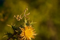 Kudlanka vyzabla - Empusa pennata - conehead mantis 5730